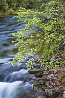 Mountain Dogwood (Cornus nuttallii), Merced River,