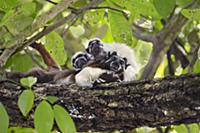 Cotton-top Tamarin (Saguinus oedipus) twins, one m