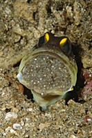 Spotfin Jawfish (Opistognathus sp) male protective