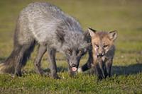 Red Fox (Vulpes vulpes) father and kit, Washington