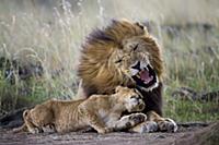 African Lion (Panthera leo) male snarling at cub a