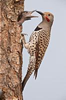 Northern Flicker (Colaptes auratus) male feeding c