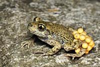 Midwife Toad (Alytes obstetricans) male carries eg