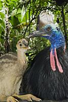 Southern Cassowary (Casuarius casuarius) male with