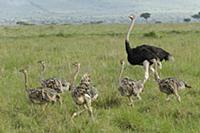 Ostrich (Struthio camelus) father with chicks, Mas