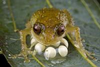 Cross Frog (Oreophryne sp) male protecting his clu