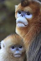 Golden Snub-nosed Monkey (Rhinopithecus roxellana)