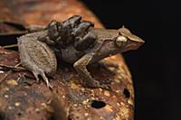 Spike-browed Frog (Sphenophryne cornuta) father tr