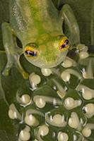 Reticulated Glass Frog (Hyalinobatrachium valerioi