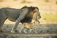 African Lion (Panthera leo) male and cub, Kgalagad