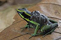 Three-striped Poison Dart Frog (Ameerega trivittat