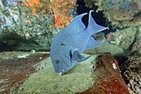 Giant Damselfish (Microspathodon dorsalis) male gu