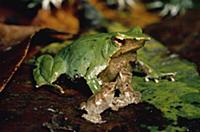 Darwin’s Frog (Rhinoderma darwinii) male on forest