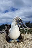 Blue-footed Booby (Sula nebouxii) male incubating 