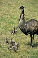 Emu (Dromaius novaehollandiae) adult male, with ch