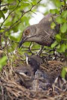 Curve-billed Thrasher (Toxostoma curvirostre) male