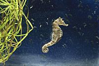 Spotted Seahorse (Hippocampus erectus) male who ha