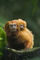 Golden Lion Tamarin (Leontopithecus rosalia) male 