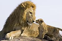 African Lion (Panthera leo) seven to eight week ol