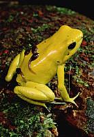 Golden Poison Dart Frog (Phyllobates terribilis) t