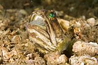 Banded Jawfish (Opistognathus macrognathus) male i