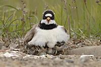 Common Ringed Plover (Charadrius hiaticula) male w