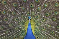 Indian Peafowl (Pavo cristatus) male displaying, E