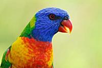 Rainbow Lorikeet (Trichoglossus haematodus), Magne