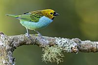 Gilt-edged Tanager (Tangara cyanoventris), Atlanti