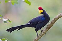 Ross’s Turaco (Musophaga rossae), Uganda