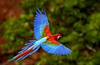 Red and Green Macaw (Ara chloroptera) flying, Cerr