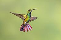 Green-breasted Mango (Anthracothorax prevostii) hu