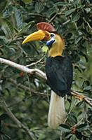 Sulawesi Red-knobbed Hornbill (Aceros cassidix) br