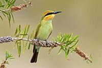 Rainbow Bee-eater (Merops ornatus) juvenile, Victo