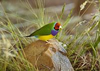 Gouldian Finch (Chloebia gouldiae) male, Flat Cree