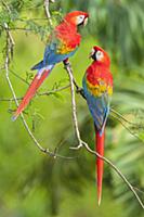 Scarlet Macaw (Ara macao) pair, Tambopata National