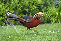 Golden Pheasant (Chrysolophus pictus) male, Tresco