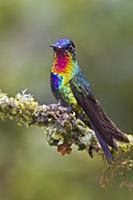 Fiery-throated Hummingbird (Panterpe insignis), Co