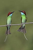 Blue-throated Bee-eater (Merops viridis) pair, Pen