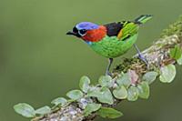 Red-necked Tanager (Tangara cyanocephala), Atlanti