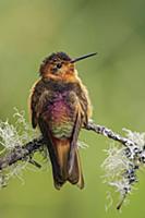 Shining Sunbeam (Aglaeactis cupripennis) hummingbi