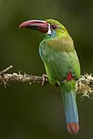 Crimson-rumped Toucanet (Aulacorhynchus haematopyg