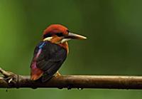 Black-backed Kingfisher (Ceyx erithaca erithaca) a