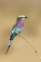 Lilac-breasted Roller (Coracias caudatus) adult, p