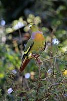 Orange-breasted Green Pigeon (Treron bicincta legg