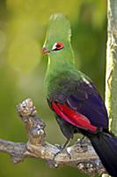 Knysna Turaco (Tauraco corythaix) adult, perched o