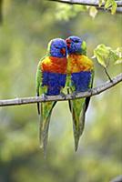 Rainbow Lorikeet (Trichoglossus haematodus) pair, 