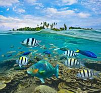 Parrotfish (Scaridae), Wrasse (Labridae), and Serg