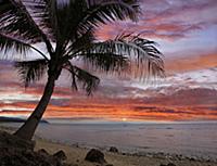 Coconut Palm (Cocos nucifera) at sunset near Dimia