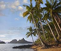 Palm trees on coast, Bacuit Bay near El Nido, Pala